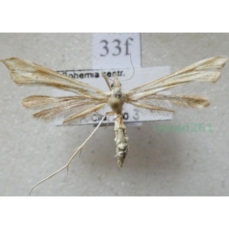 Gillmeria ochrodactyla (Denis & Schiffermüller, 1775) Czech33f